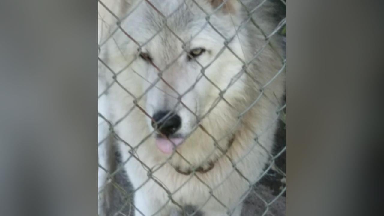 Winter es un lobo que fue traído desde Siberia (Rusia) hace ocho años. Fue sacado de su hábitat natural y está encadenado en una finca de Medellín.