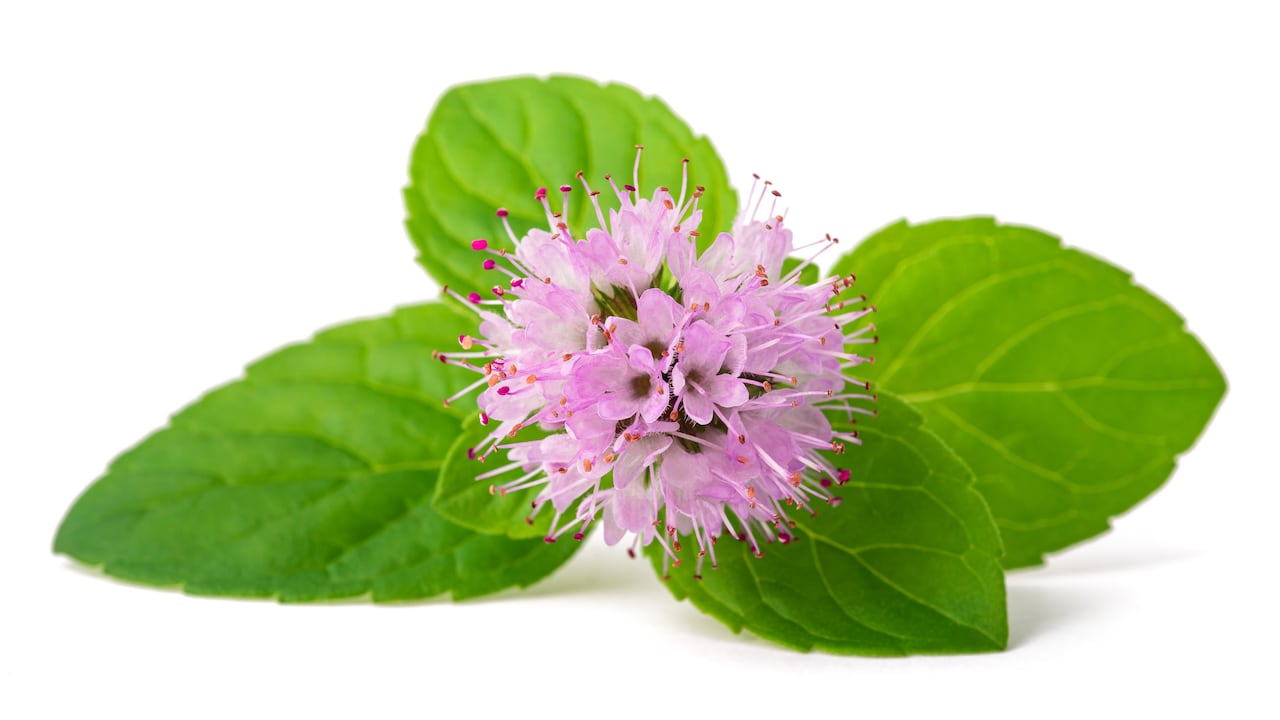 Menta con flor.