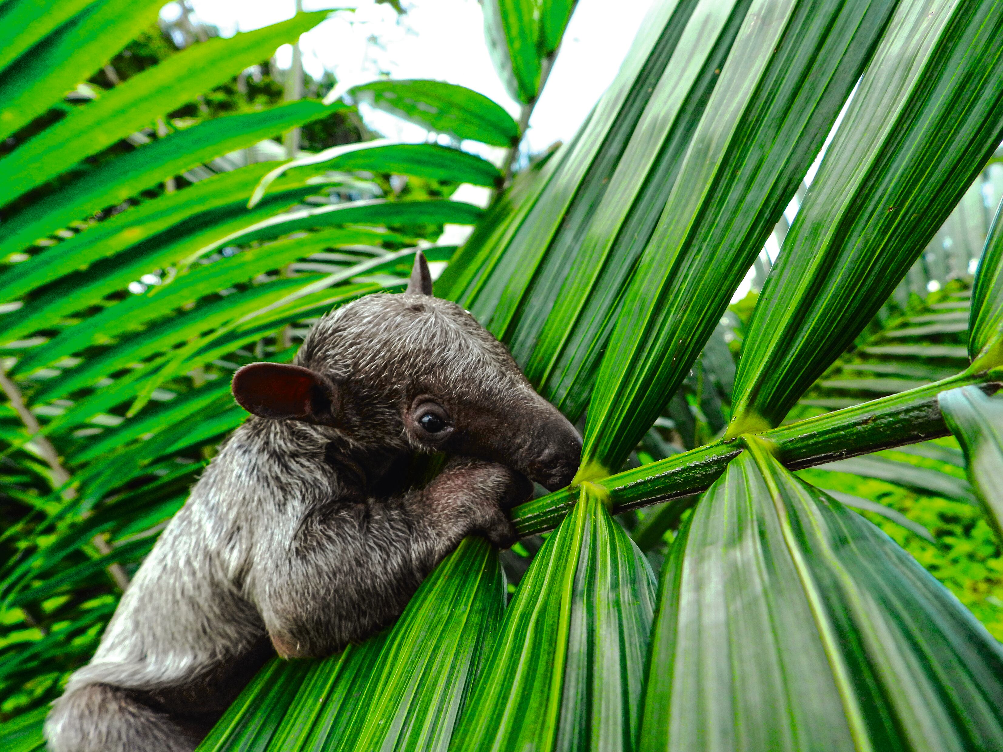 VIII Cumbre de Sostenibilidad - SEMANA Sostenible