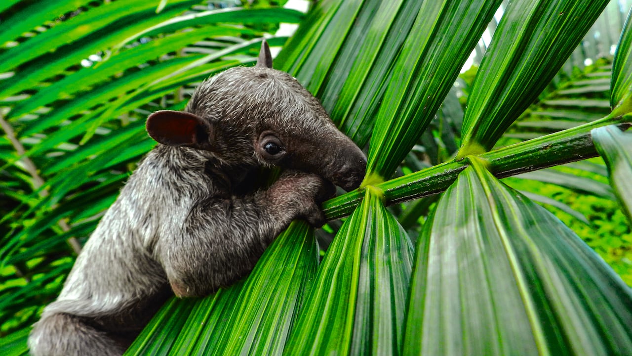 99 % del área cultivada en palma de aceite en Colombia está libre de deforestación (609.000 hectáreas).