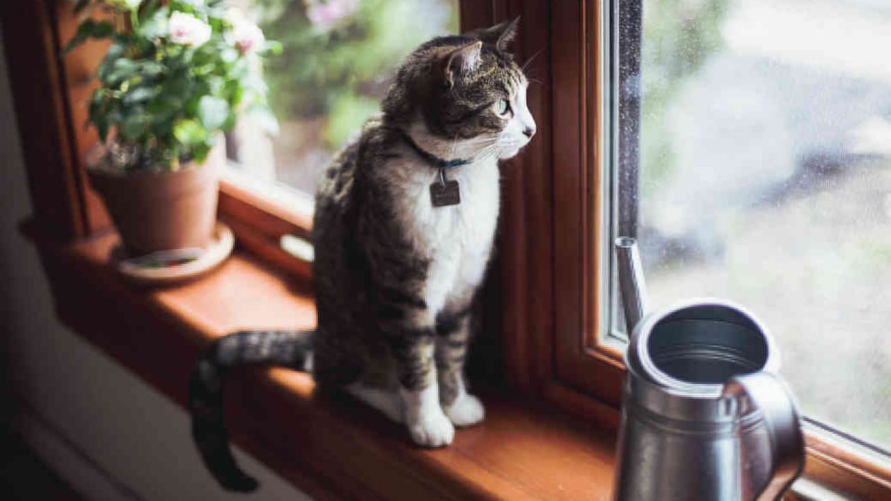 Para quienes se preocupan porque su minino siempre esté en las mejores condiciones.