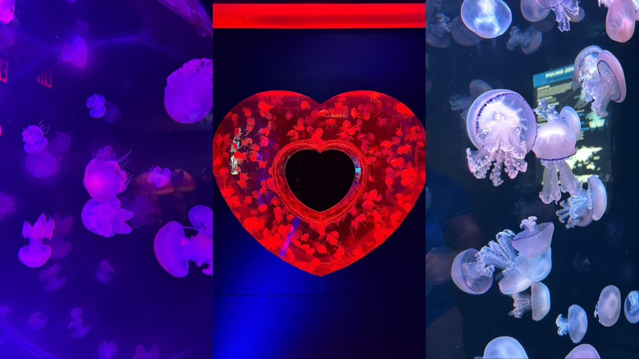 En Pompano Beach, a pocos metros del mar, se encuentra el Jellyfish Museum, un espacio dedicado a las medusas de distintas partes del mundo.
