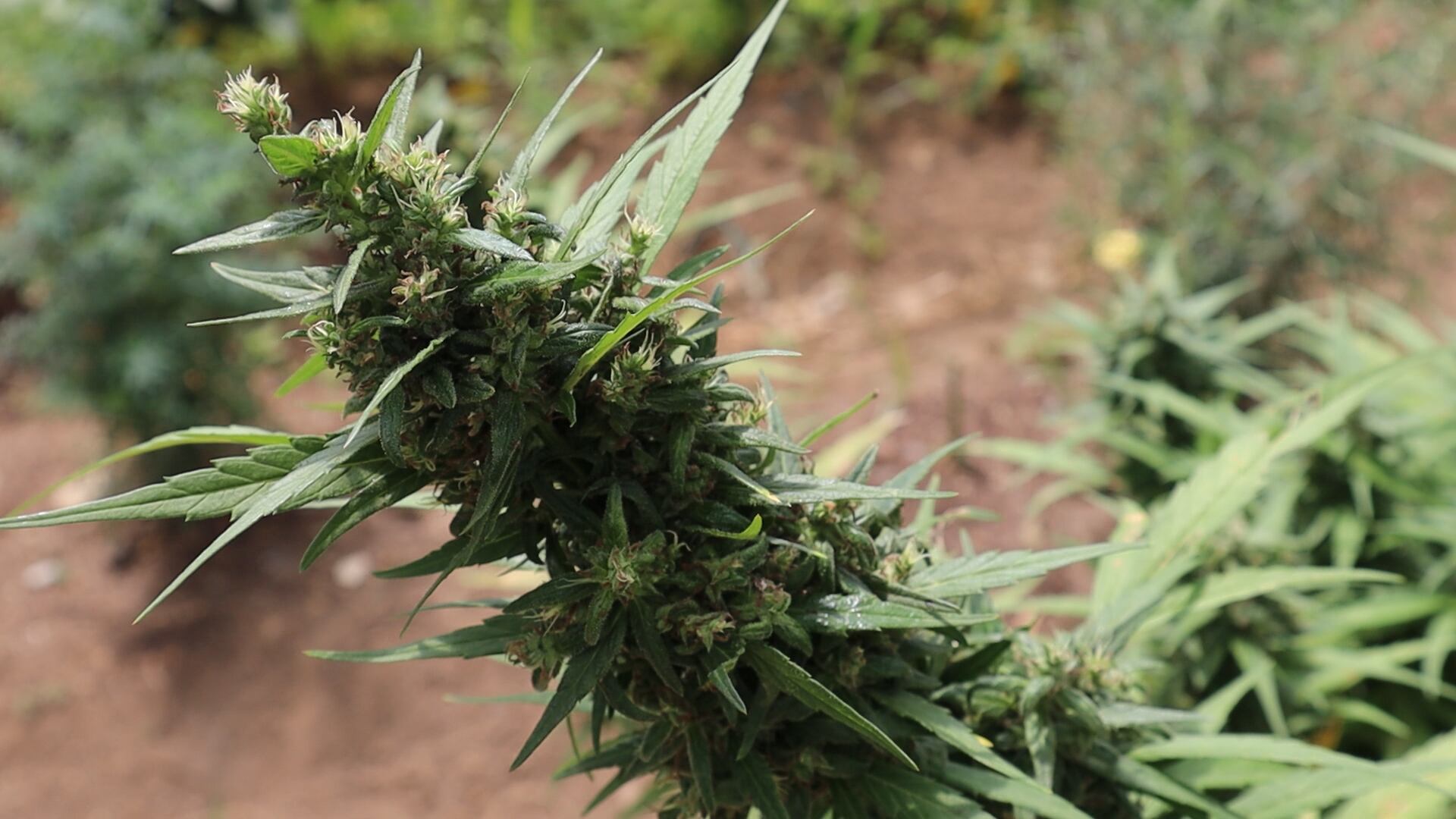 Socialización de la campaña 'Siembra Paz'