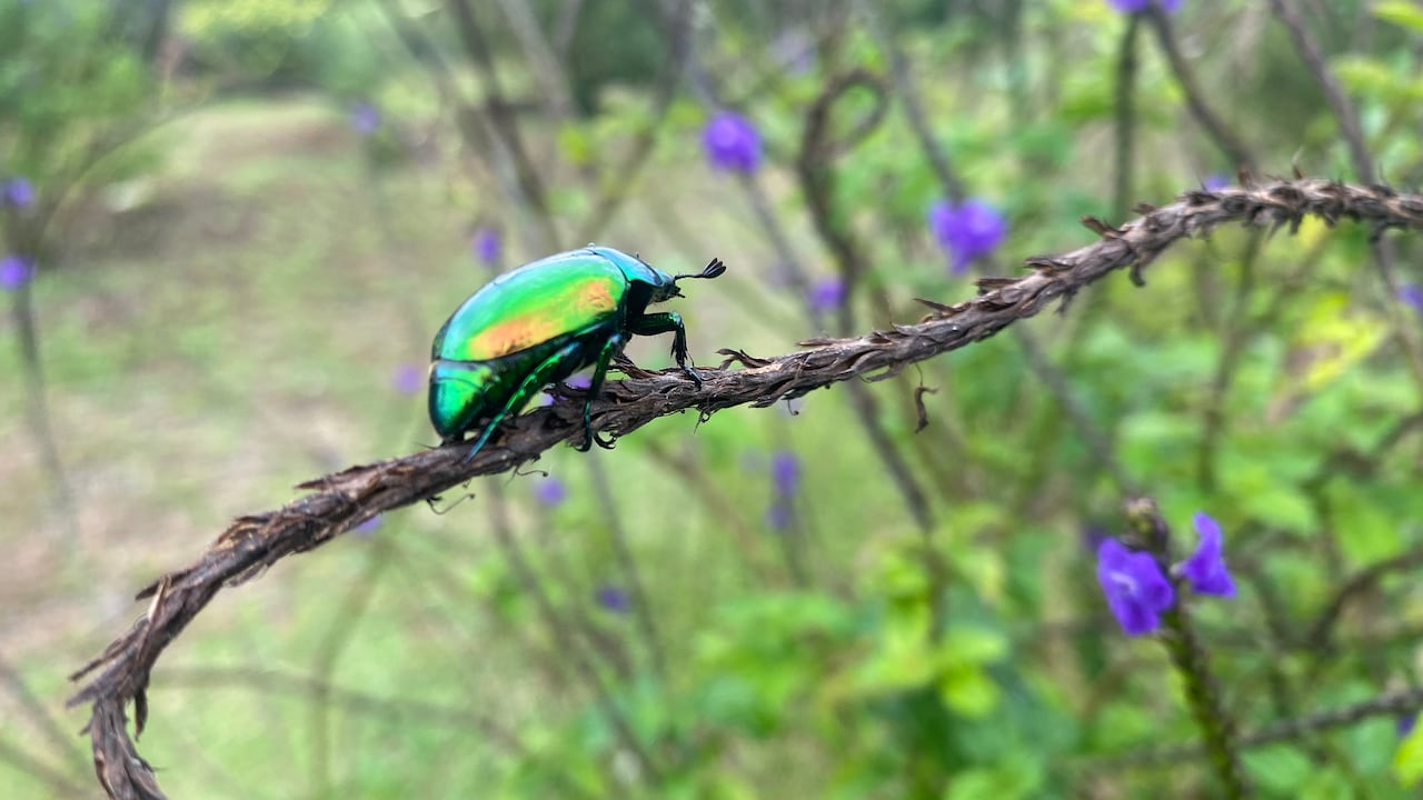 Escarabajo, "Cotinis mutabilis", Parque Ecológico y Tecnológico Andalucía, Montenegro, Quindío.