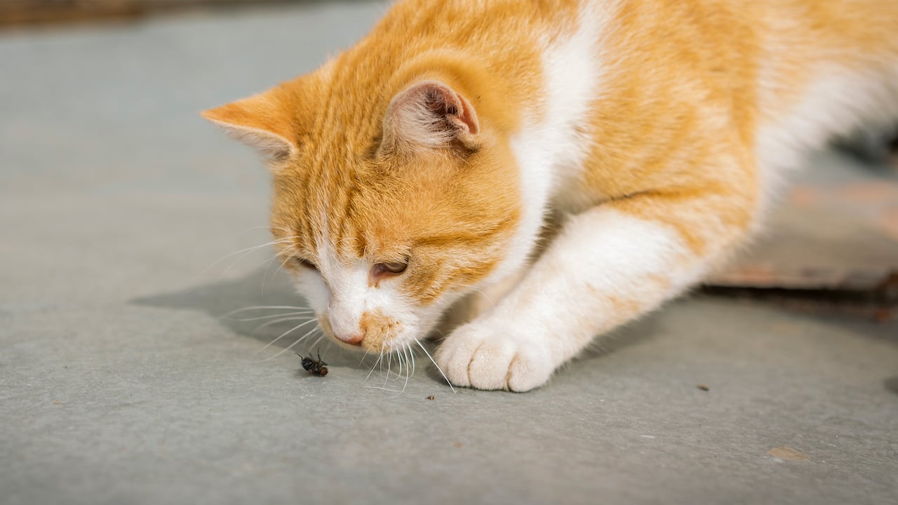 Gato comiendo insectos