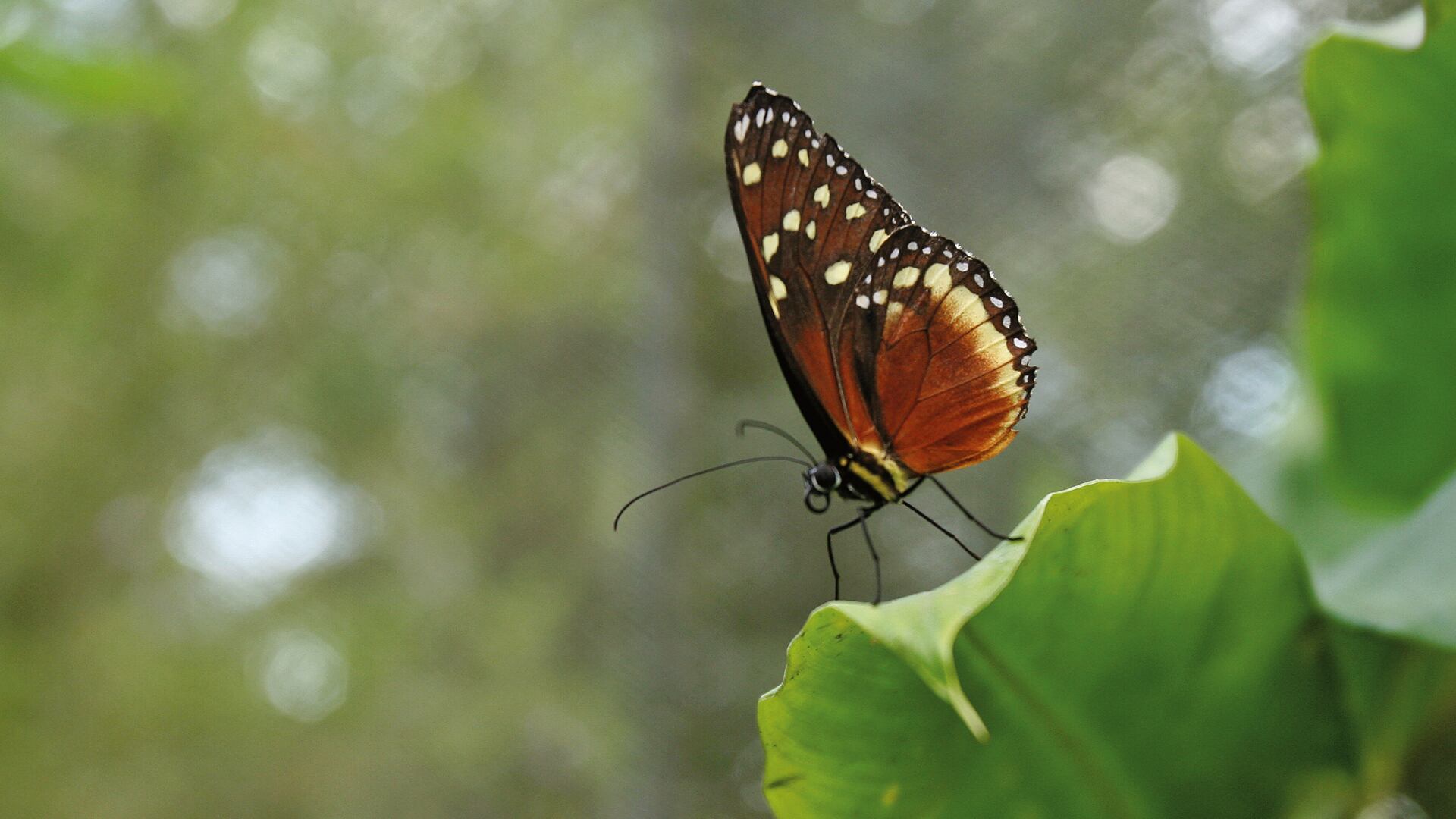 NO USAR, USO EXCLUSIVO MEJOR COLOMBIA, Especial Eje Cafetero, Jardín Botánico