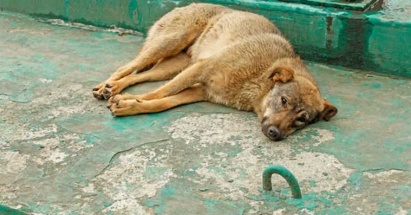 perro callejero acostado
