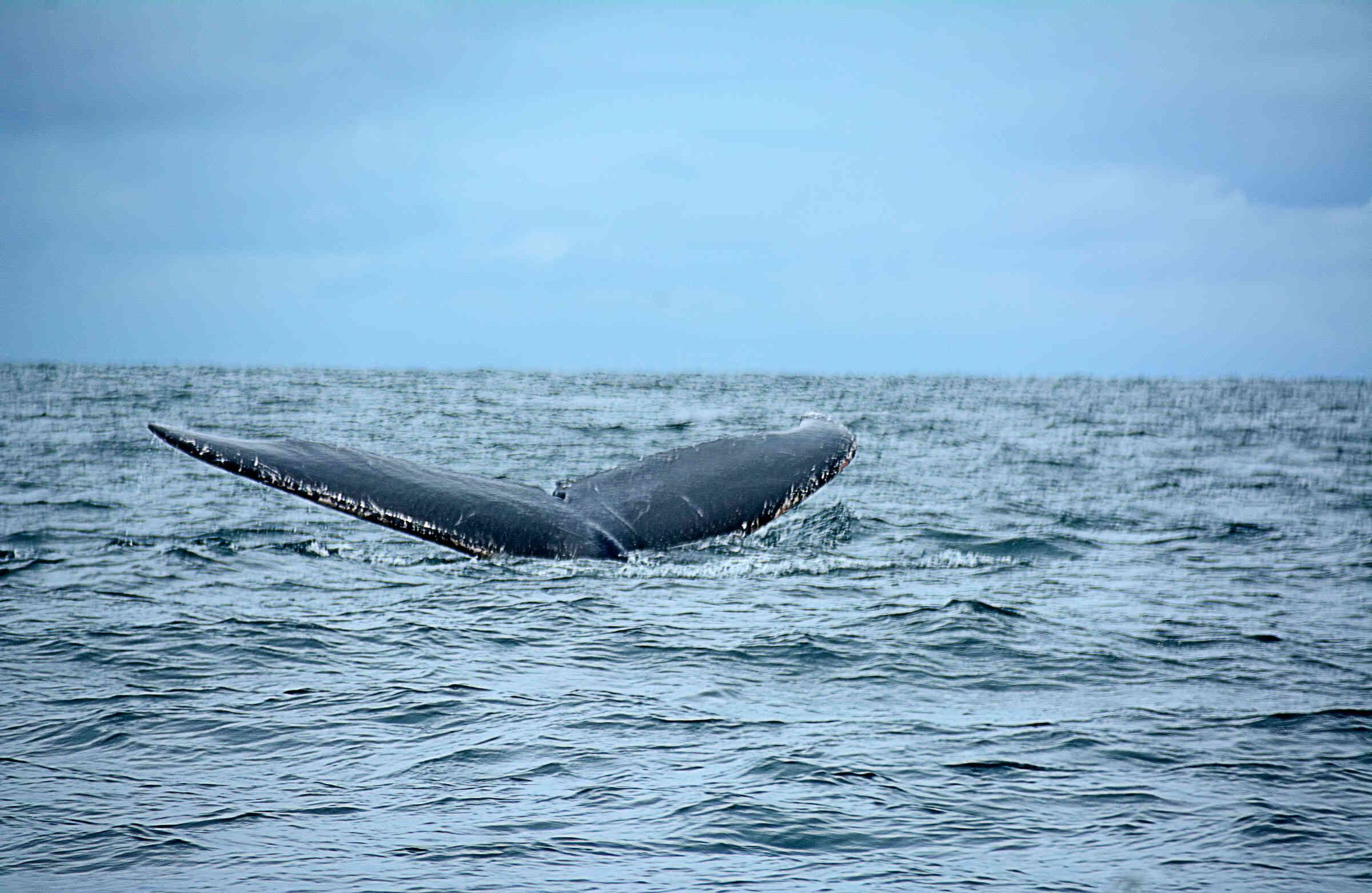 Expertos en la vida marina aseguran que esos movimientos hacen parte del cortejo, nacimiento y crianza de los cetáceos, además de los cantos que pueden durar 50 minutos y recorrer una distancia de 25 kilómetros, para llamar la atención o seducir a la hembra. 