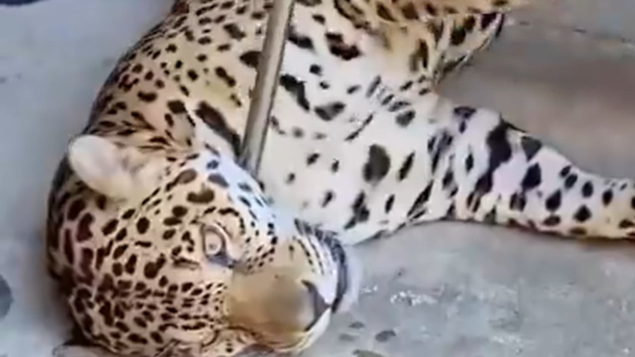 El jaguar que había sido rescatado de la Universidad Nacional, sede Amazonía.
