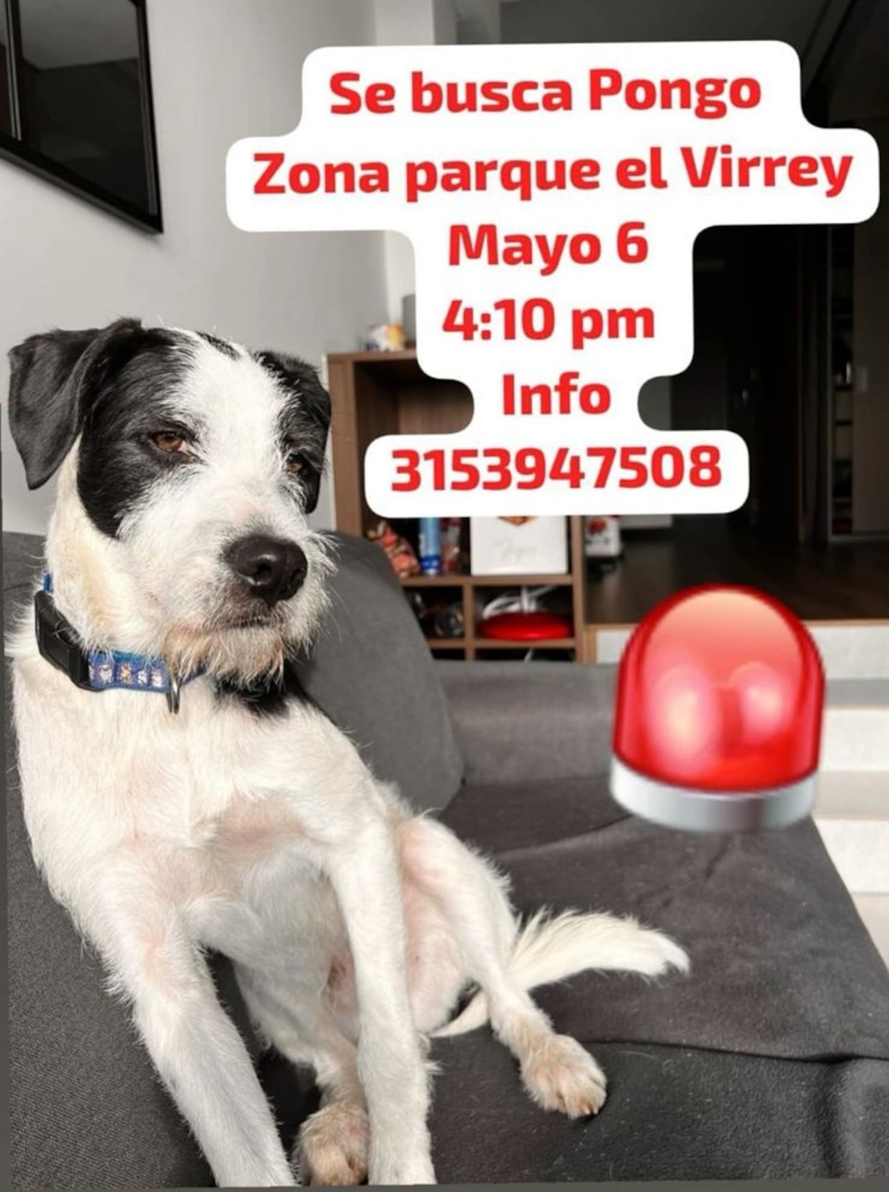 La última vez que se vio a Pongo fue cerca de la calle 88 con carrera 15, a la altura del Parque El Virrey