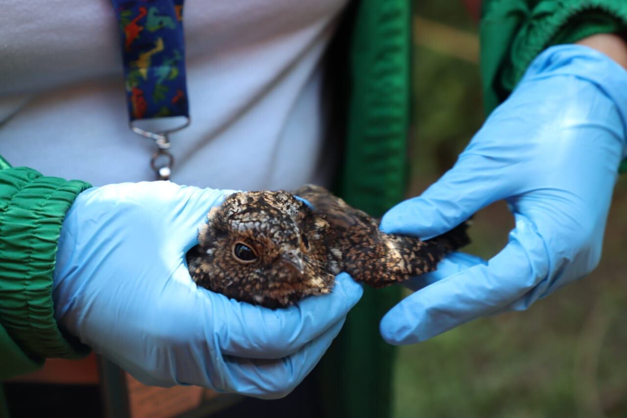 De acuerdo con el reporte que entregó en las últimas horas el alcalde Carlos Fernando Galán, ya son 12 las hectáreas afectadas.