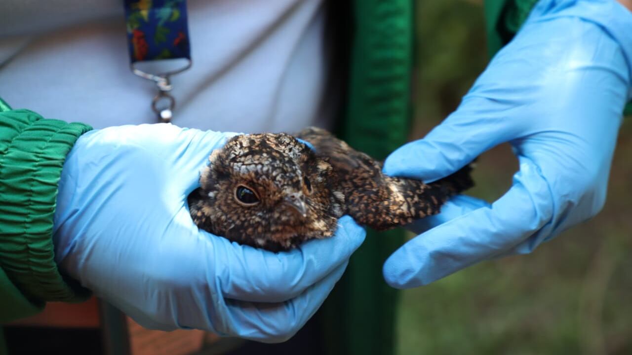 Dos ejemplares de chotacabras al igual que otras especies endémicas fueron rescatadas del incendio en los Cerros Orientales de Bogotá.
