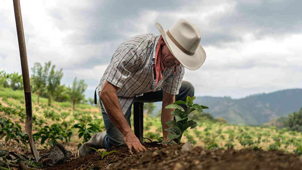 Los desarrollos de Cenicafé para enfrentar la enfermedad de la broca han supuesto un ahorro de 80 millones de dólares anuales.