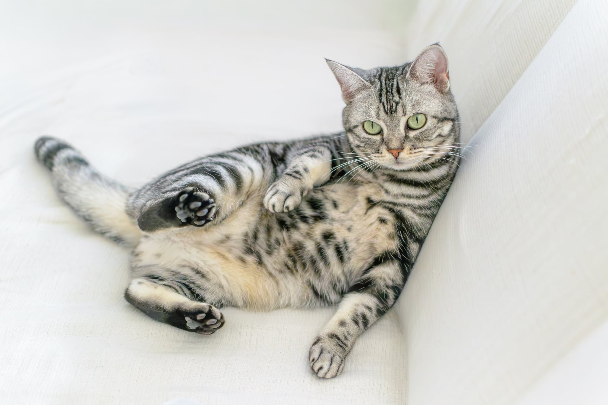 gato americano de pelo