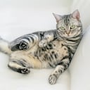 gato americano de pelo