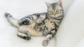 gato americano de pelo