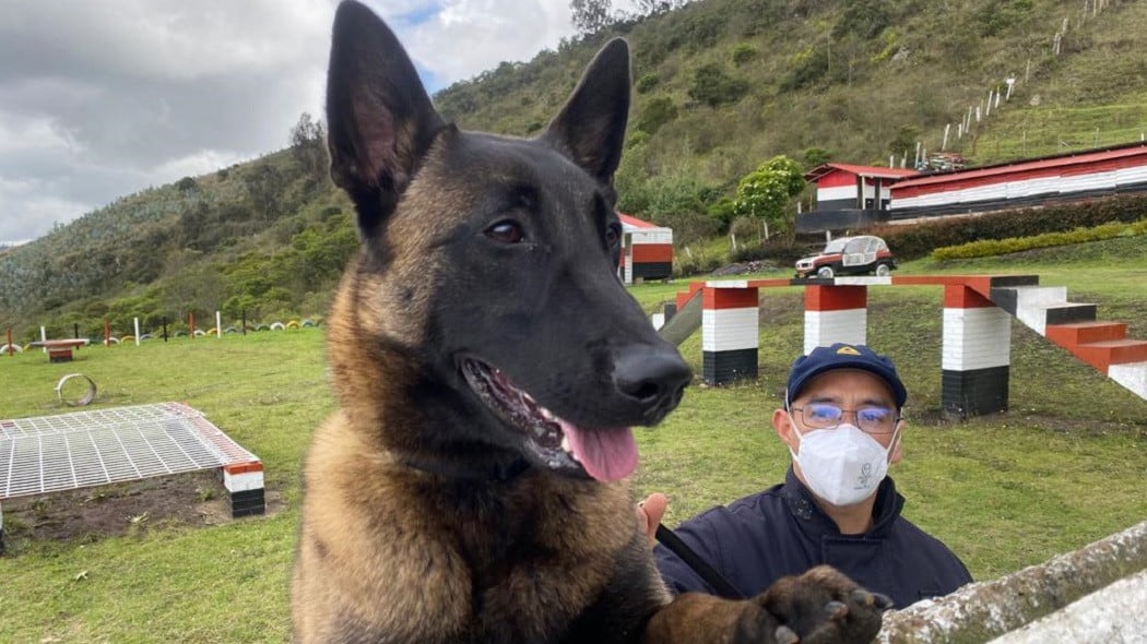 La historia del canino cambió con los años y ahora participa en operaciones de rescate.