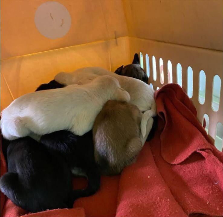 Perritos recién rescatados