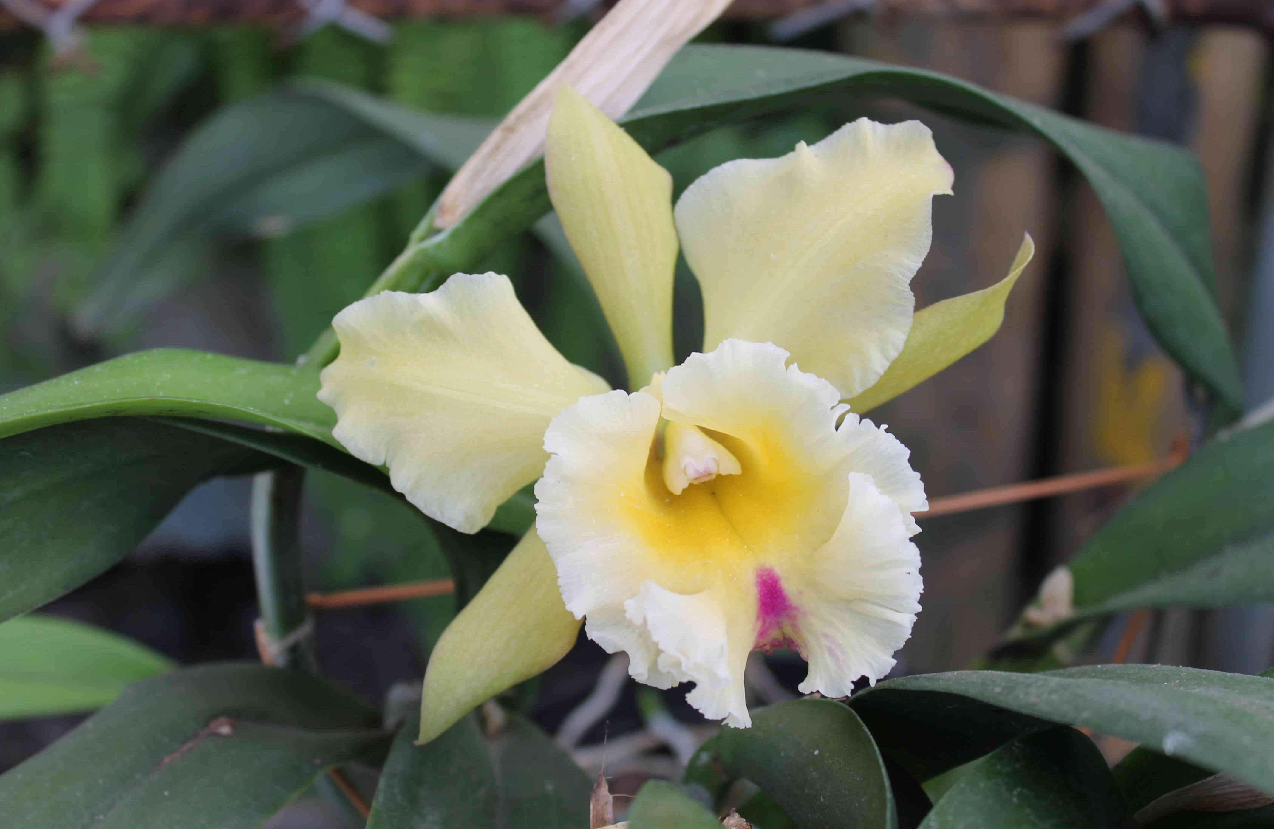 Al menos el 93 por ciento de las especies son nativas. Foto: Ingenio Providencia.