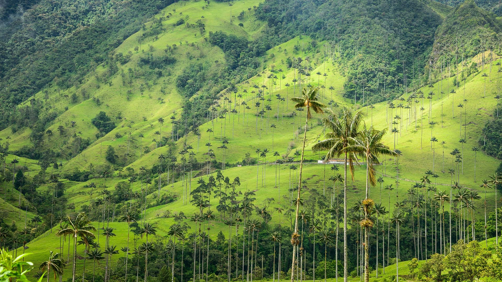 Eje Cafetero: pujanza, ecoturismo y tradición