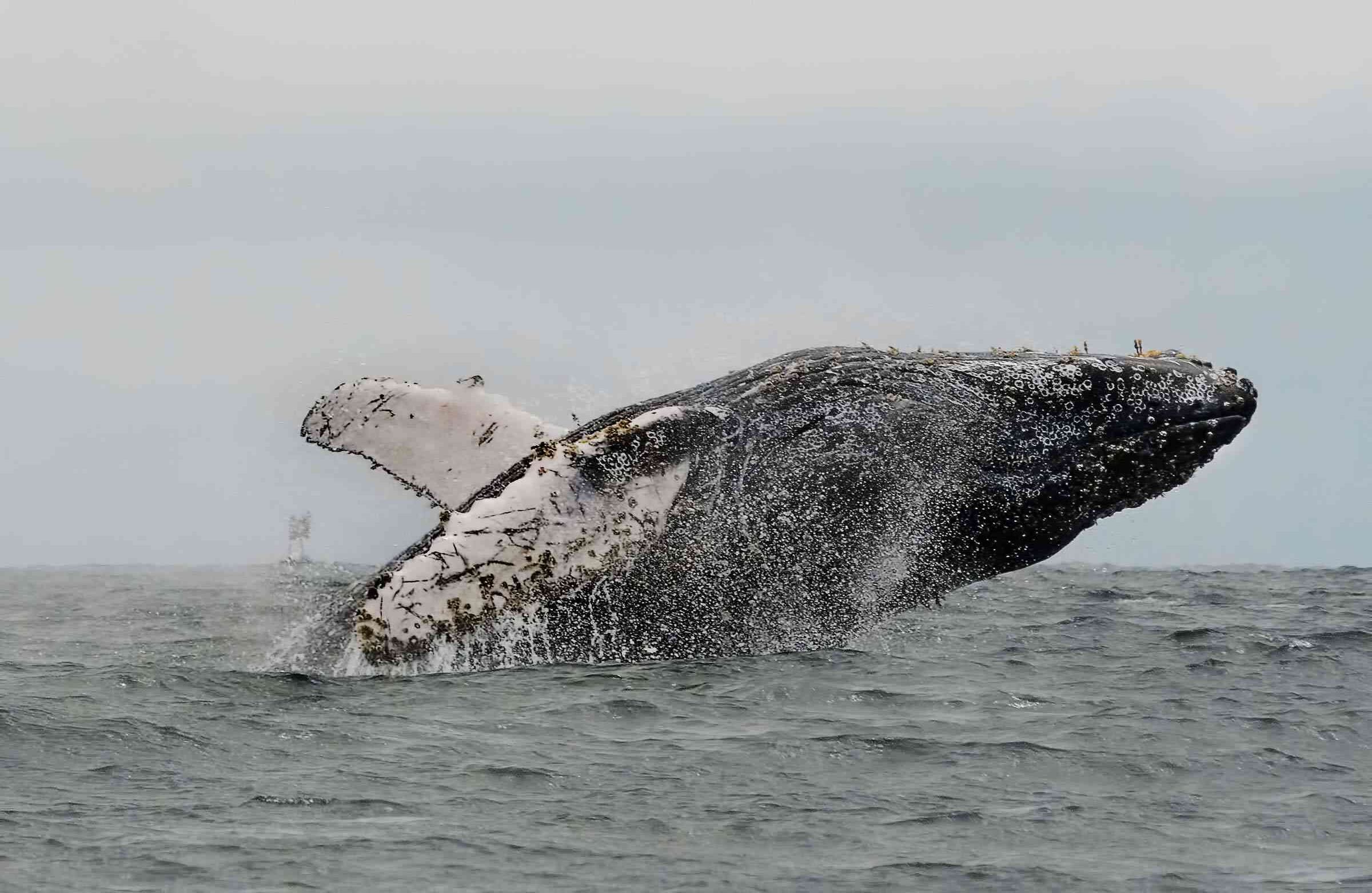 Los cetáceos provienen de la Antártida y en su trayecto recorrerán 8.000 kilómetros para llegar a las cálidas aguas del Pacífico colombiano. 