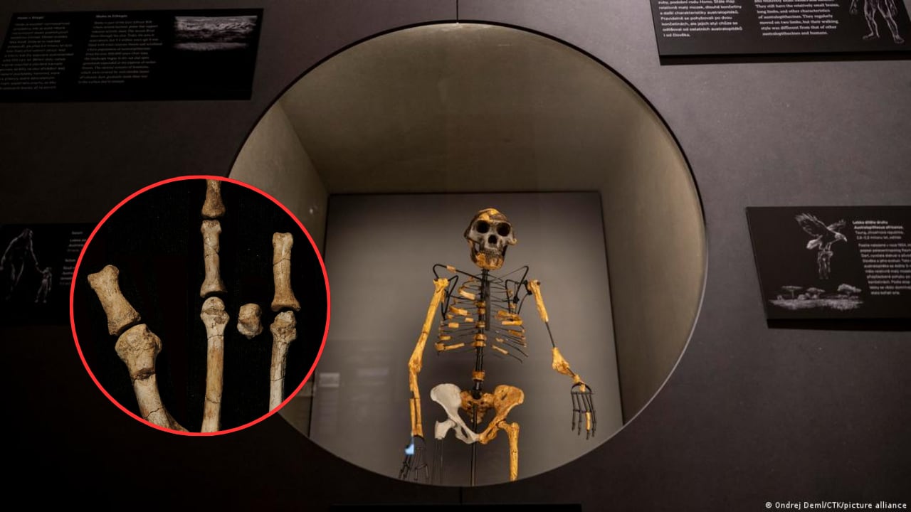 Un estudio en Nature plantea que la evolución humana tuvo más ramas de las que se creía.