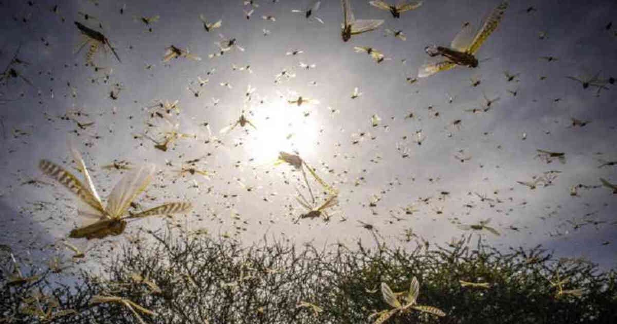 La plaga de langostas está de paso por Argentina y amenaza con llegar a Brasil y Uruguay. Foto: FAO