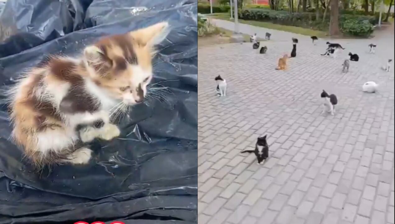 Colectivos animalistas denuncian maltrato animal por conciertos de Shakira en Barranquilla