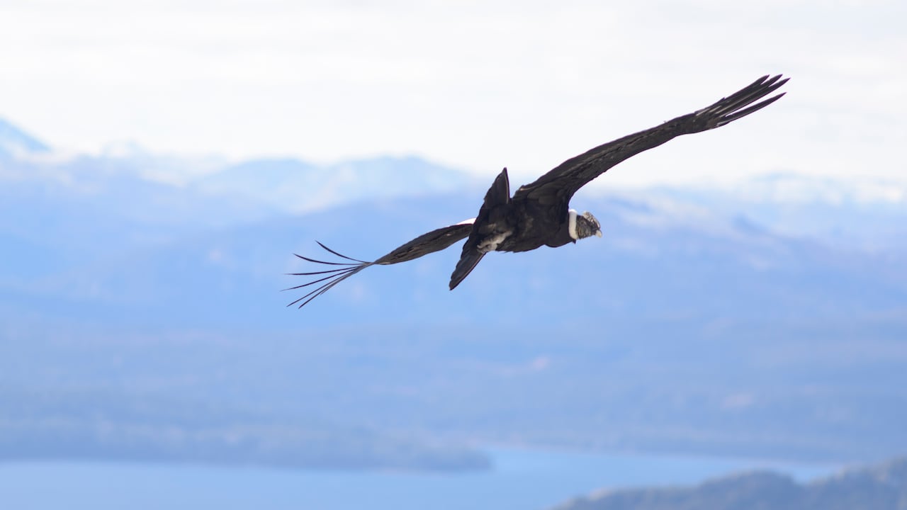 Tercer Cóndor fue encontrado herido e intoxicado en Mortiño
