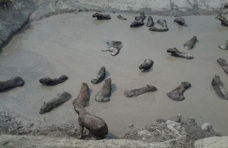 Los animales tienen que recorrer un aproximado de 10 kilómetros para llegar a una fuente de agua (Wilson Durán / laschivasdelllano.com).