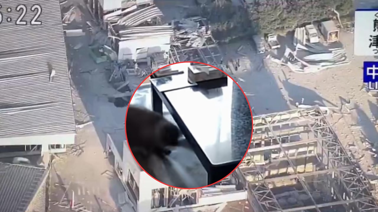 Así reaccionó un gato al terremoto de 7.1 en Japón.
