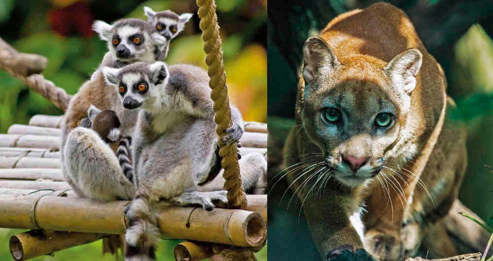 Los zoológicos del país atraviesan por dificultades financieras debido a la ausencia de turistas generada por la pandemia. 