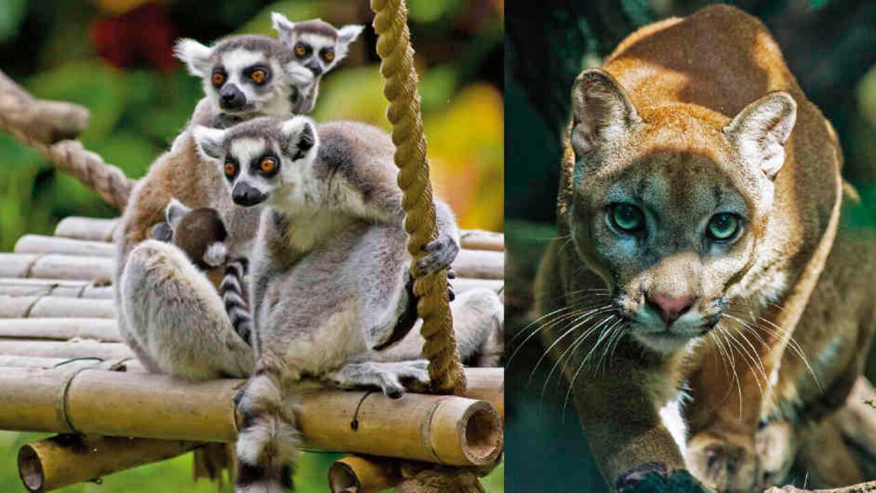 Los zoológicos del país atraviesan por dificultades financieras debido a la ausencia de turistas generada por la pandemia.