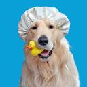 Descubra las pautas fundamentales para llevar a cabo un baño apropiado para su perro.