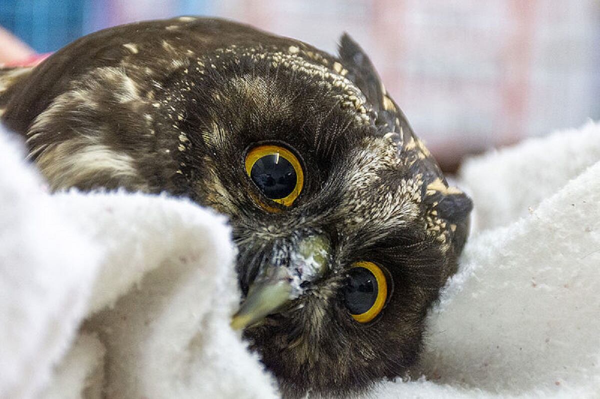 Búho recuperado en la Nacional