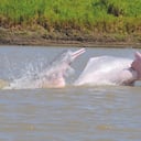 El delfín rosado, que alcanza a medir hasta 2,8 metros de largo, se ha visto fuertemente impactado por las actividades antrópicas.