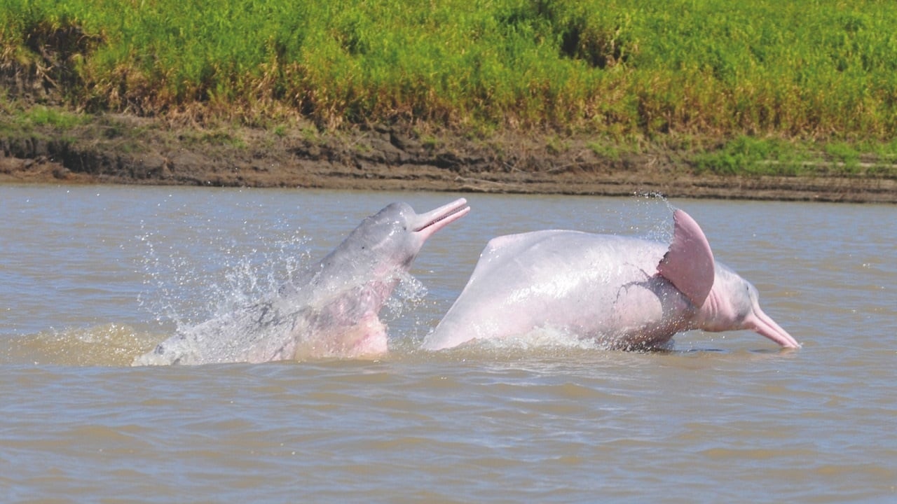 El delfín rosado, que alcanza a medir hasta 2,8 metros de largo, se ha visto fuertemente impactado por las actividades antrópicas.