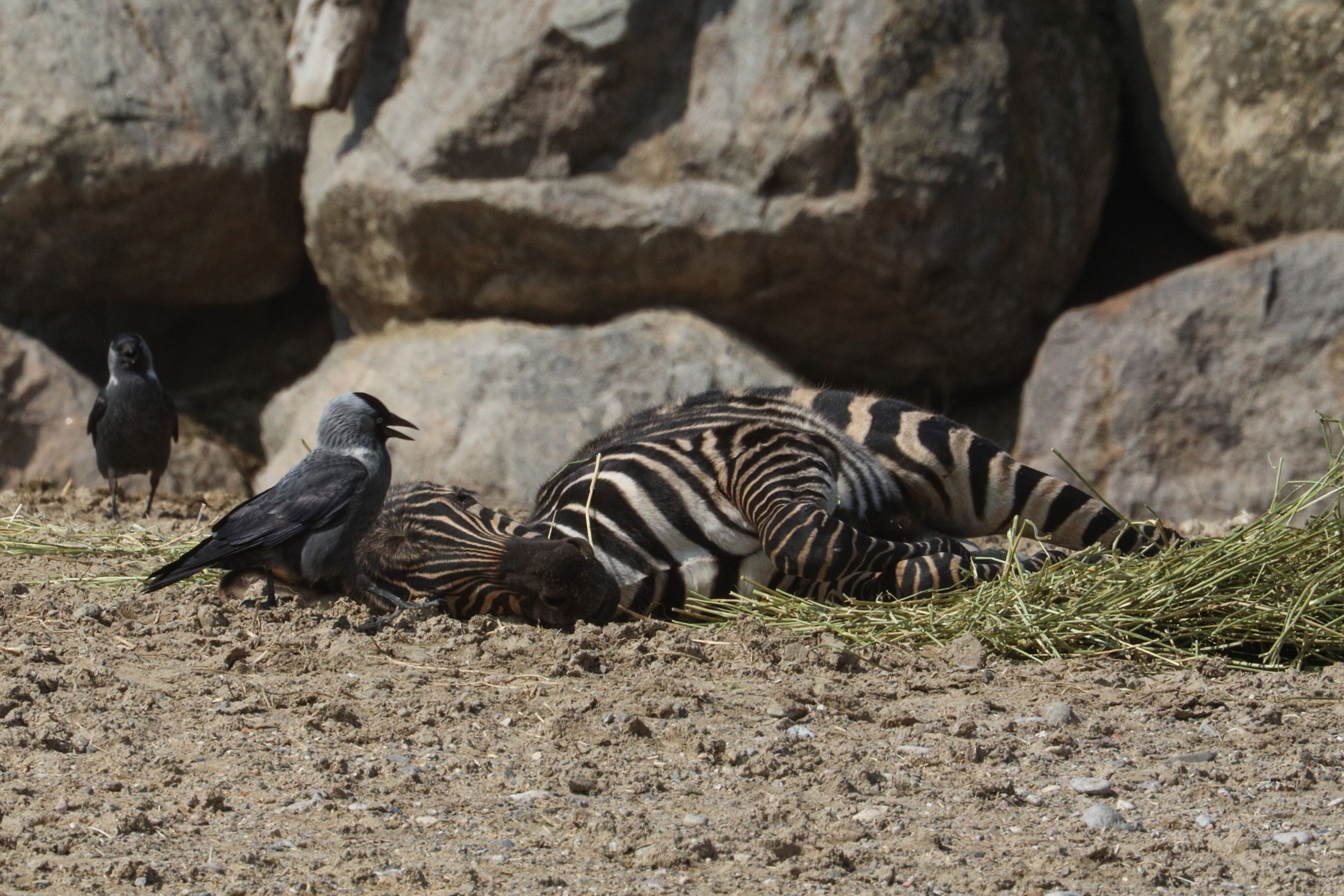 "una gran cebra macho embistió la puerta del lado del conductor y estaba actuando de manera muy hostil".