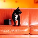 Este chihuahua llamado ’Rocky’, fue quién inspiro la cración del Petcube.