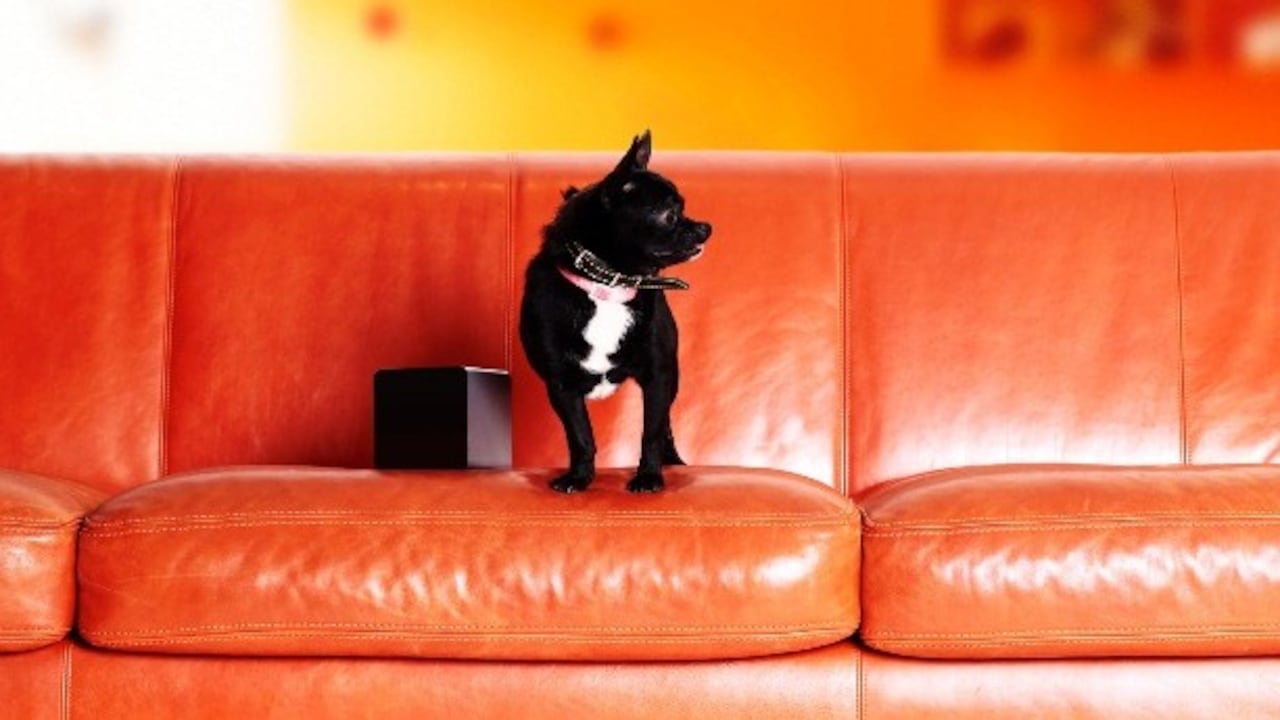 Este chihuahua llamado ’Rocky’, fue quién inspiro la cración del Petcube.