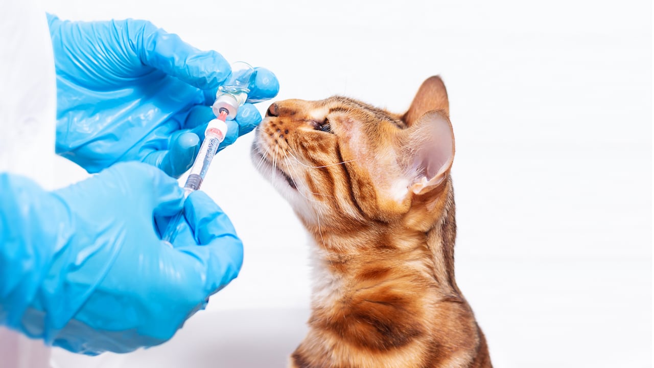 4 Patas, Esquemas de vacunación