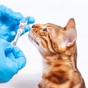 4 Patas, Esquemas de vacunación