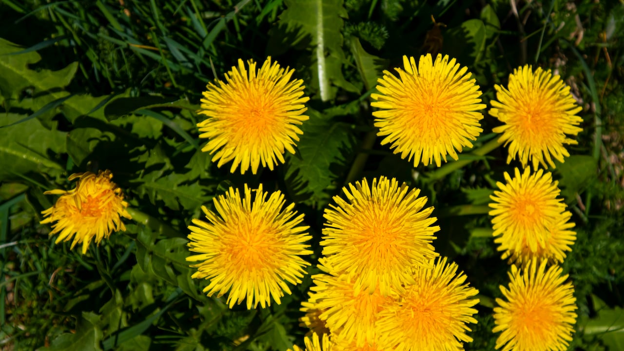 El diente de león es una planta a la que se le atribuyen beneficios para la salud.