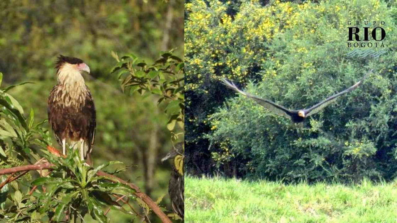 Bogotá registra una mayor cantidad de aves durante el confinamiento por la pandemia. Fotos: SDA y Camilo Castañeda.