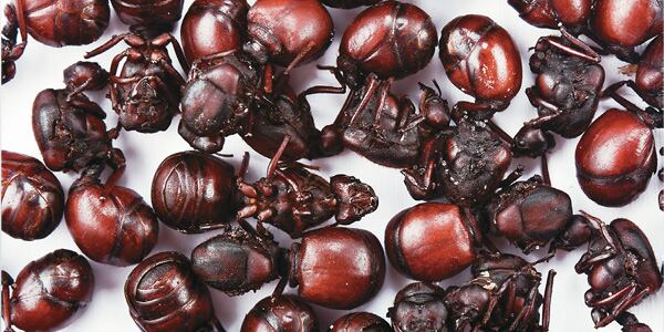 Las hormigas culonas son consideradas un alimento ultraprocesado, por lo cual deberá pagar impuesto