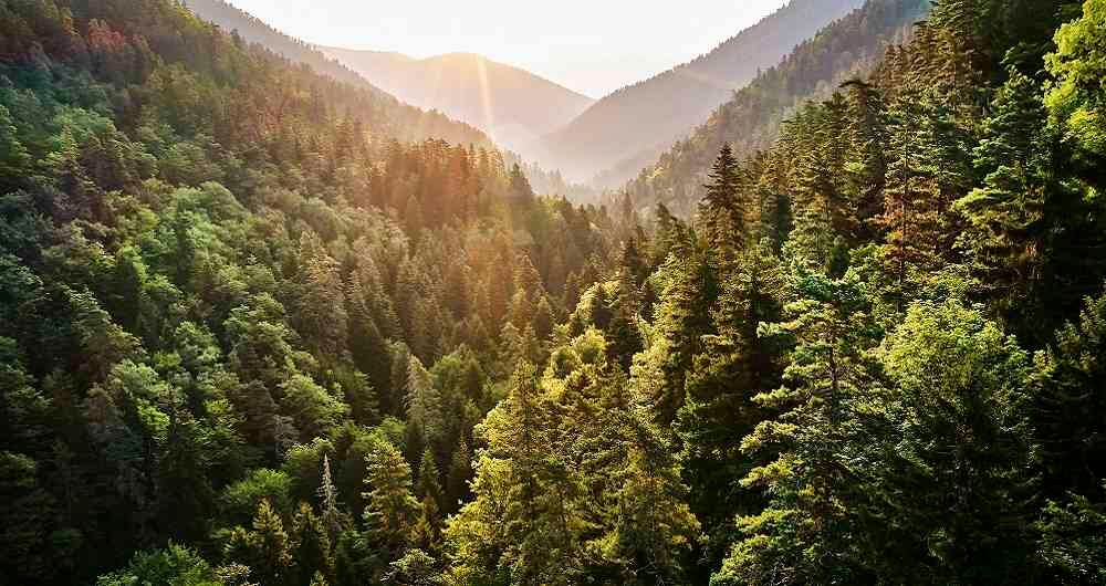 Millones de hectáreas de reservas naturales en el mundo han sido devastadas por incendios, en ocasiones provocados. 