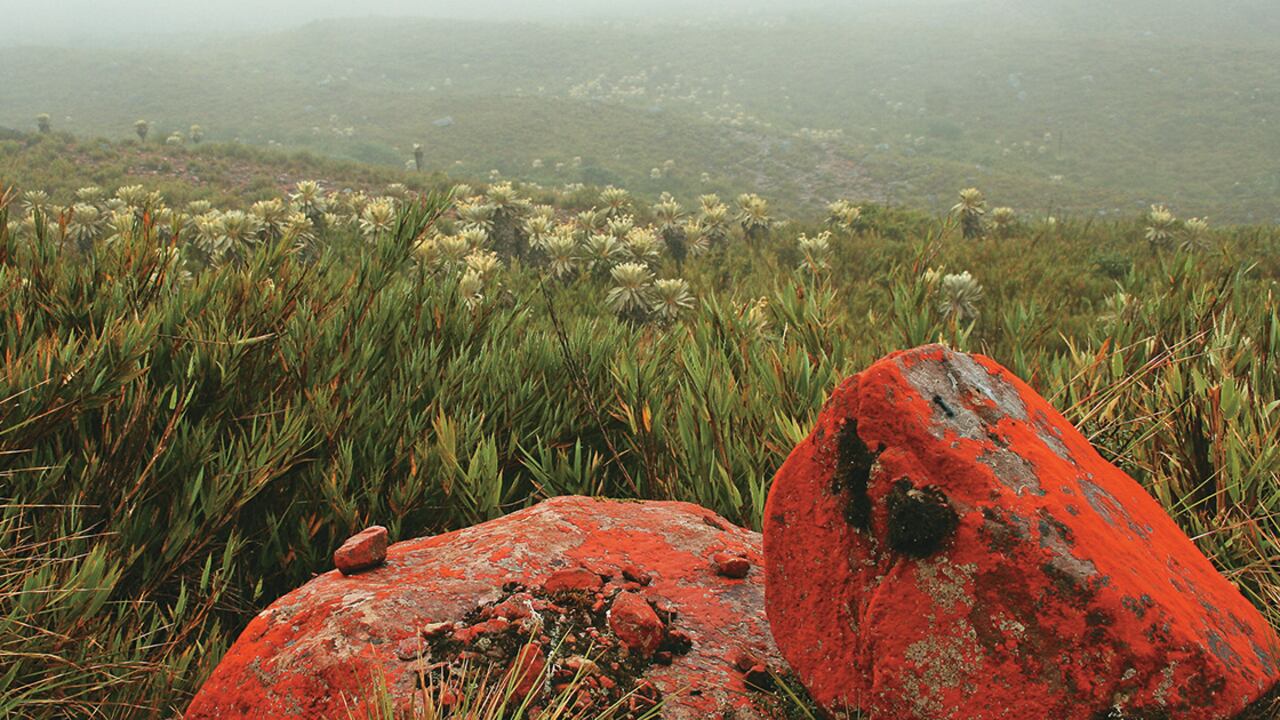 Páramo de Pisba, Parque Nacional Natural Pisba.