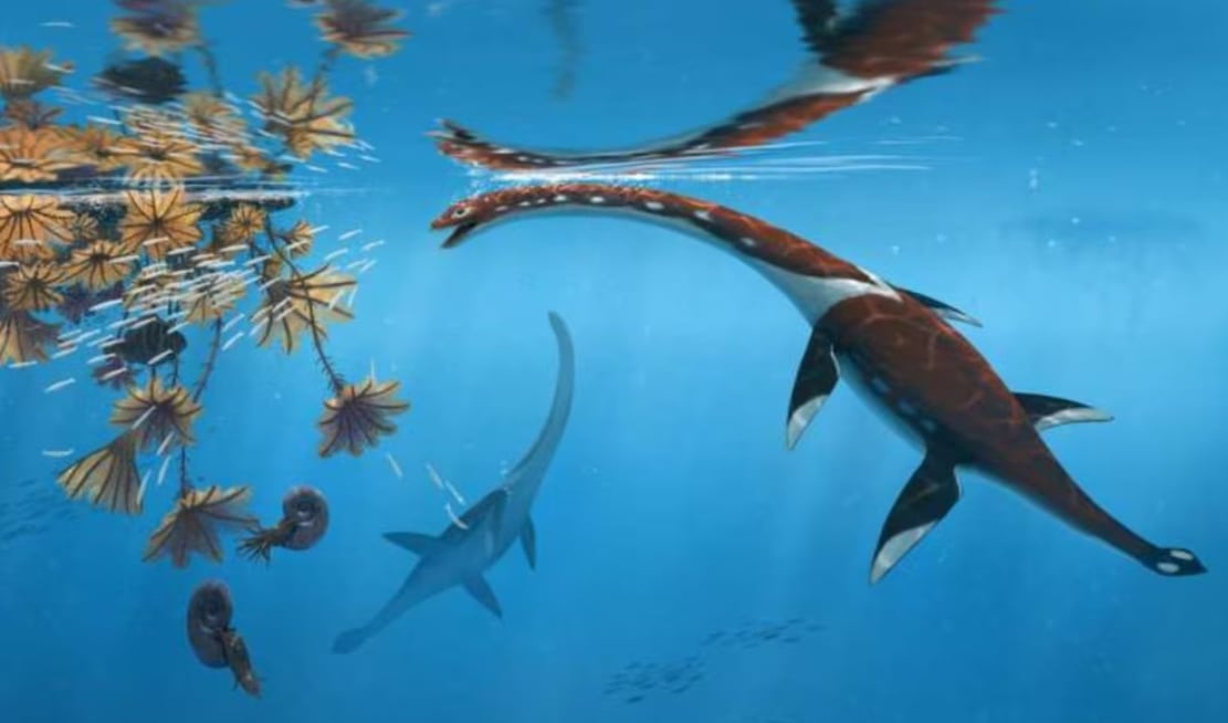 El hallazgo refuerza la importancia de Holzmaden como sitio clave para estudiar la vida marina del Jurásico.