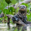 Giant Otter (Pteronura brasiliensis) holding onto a branch in a lagoon off the Paraguay River, Taiama Reserve, western Pantanal, Brazil, South America.