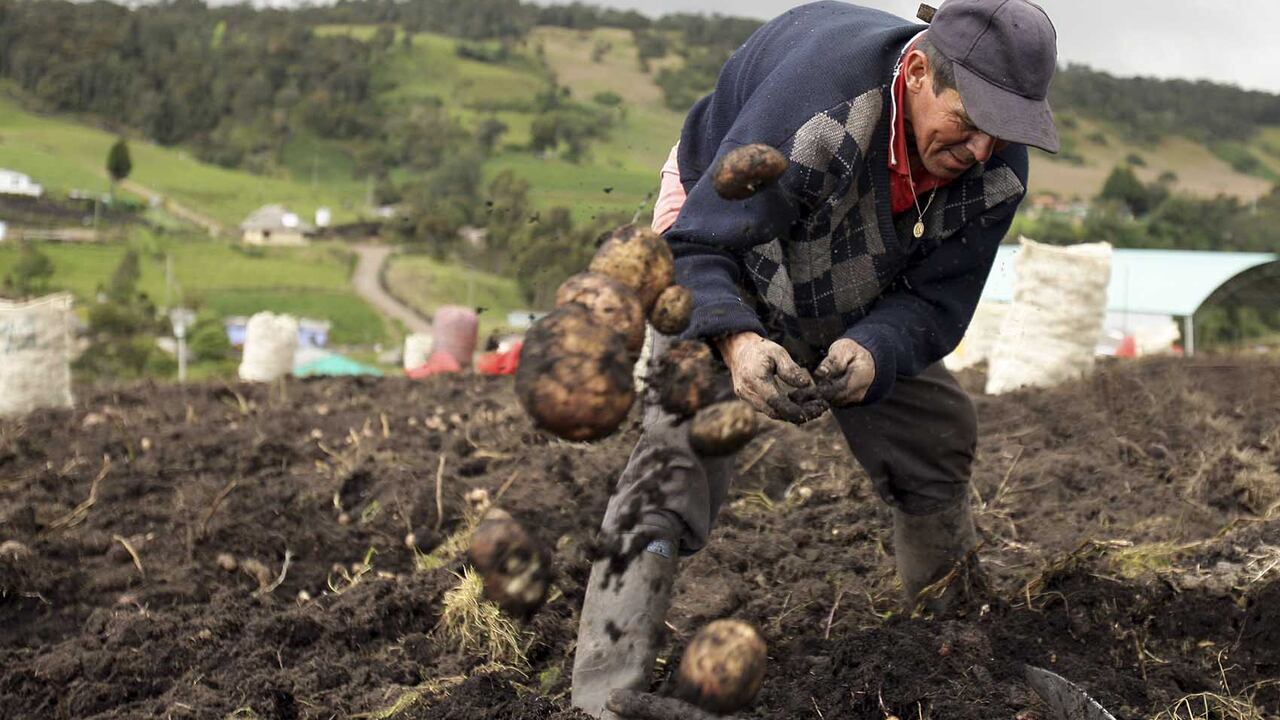 Colombia tiene 96 variedades de papa. Actualmente se cultivan entre 10 y 15 tipos.